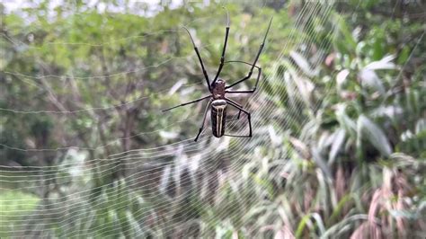 神明廳可以放植物嗎 蜘蛛結網